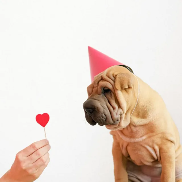 핸들러와 함께하는 밝은 오전 산책