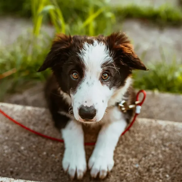 오늘 블룸에 머무는 바질 (웰시코기)
