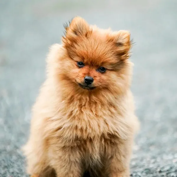 오늘 블룸에 머무는 노리 (푸들)