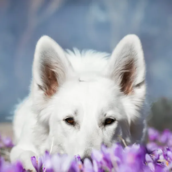 오늘 블룸에 머무는 코코 (골든리트리버)